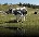 (3)  Route du Fromage - ferme masselier